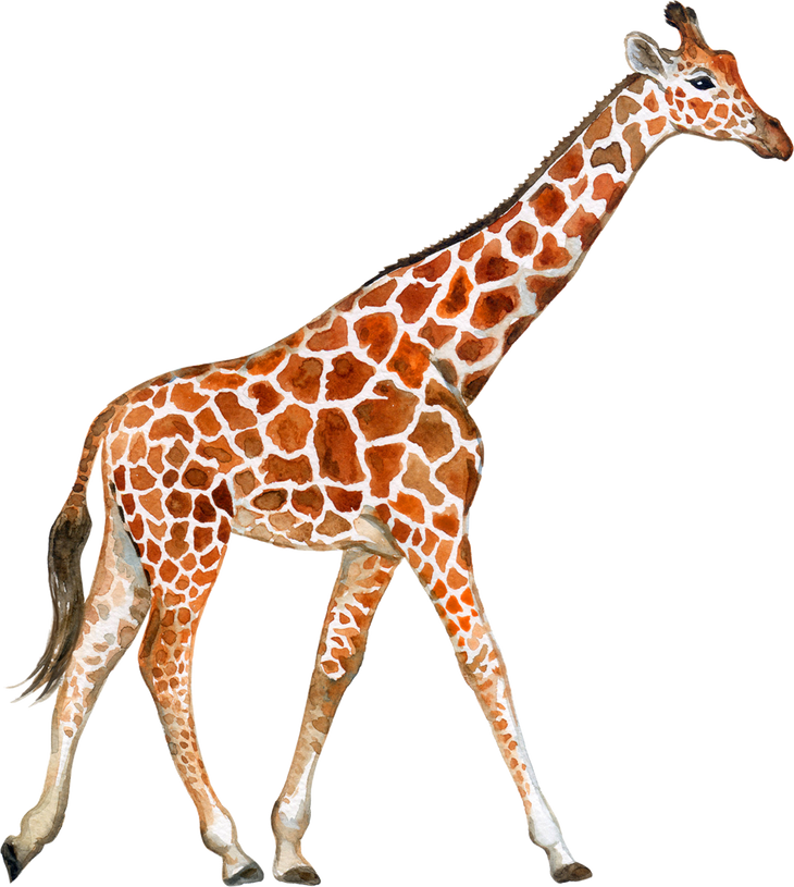 Giraffe Watercolor Illustration